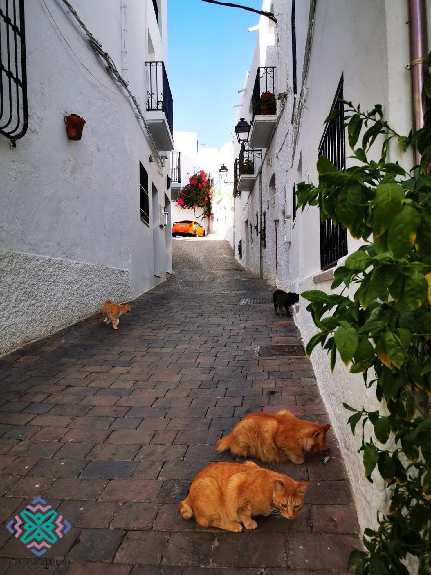 Vida Mia Almeria L'Île-Rousse Dış mekan fotoğraf